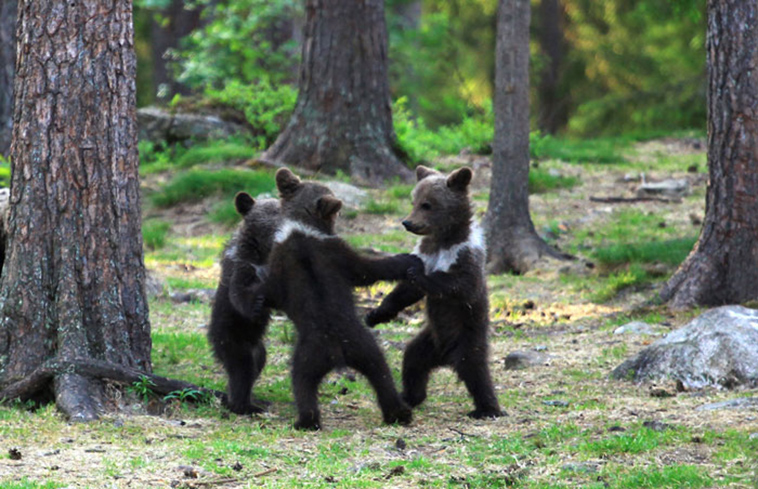 baby bears dancing
