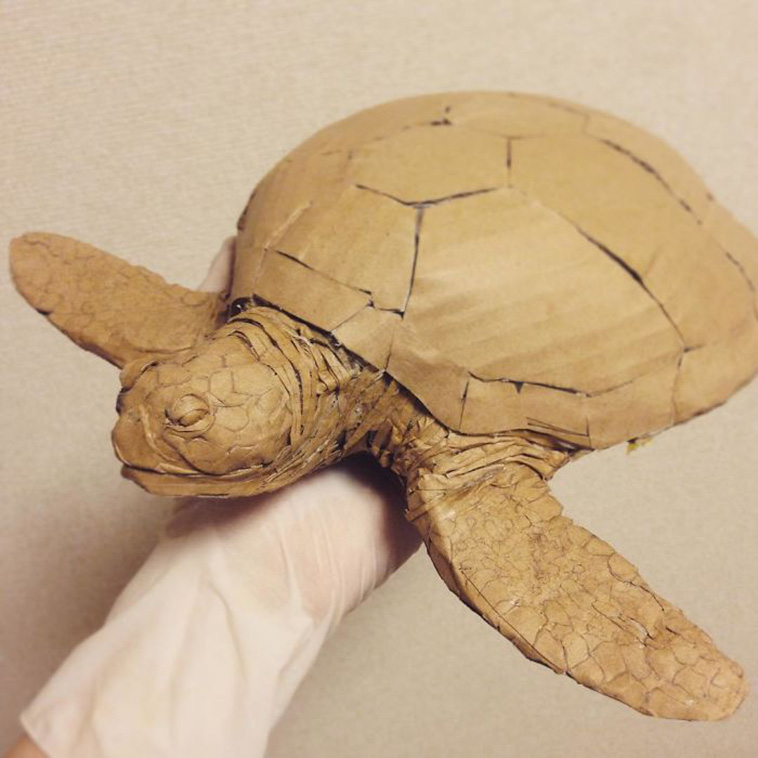 turtle model