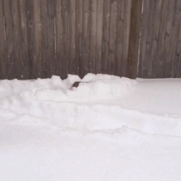 corgi in snow