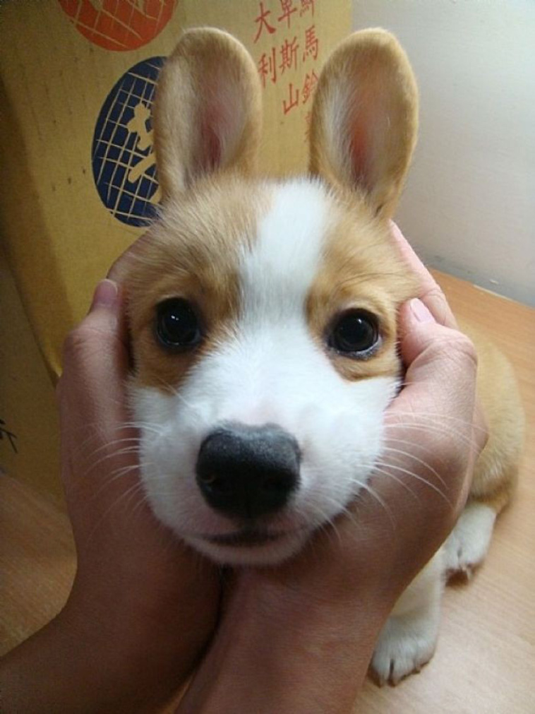 cute corgi