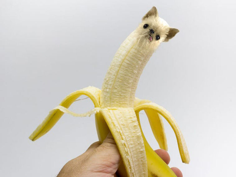 banana pup