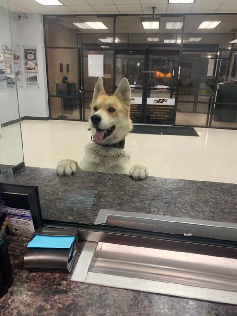 dog in police office