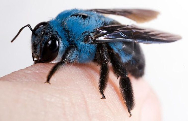 blue bee