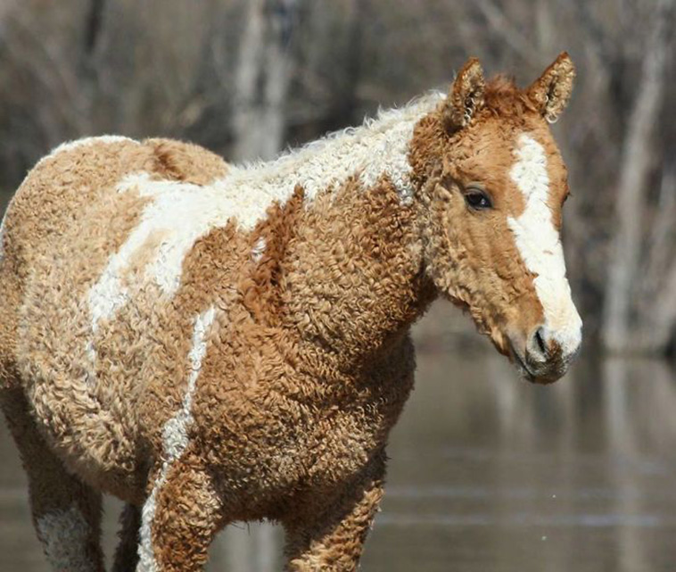 Curly Horse