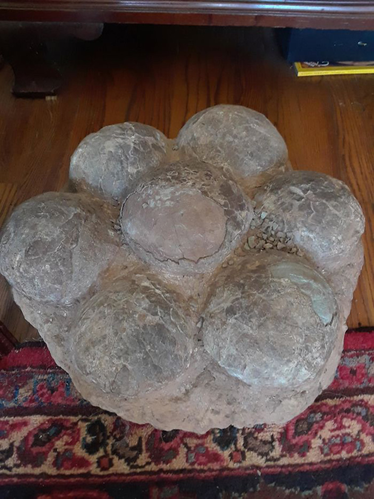 Dinosaur eggs