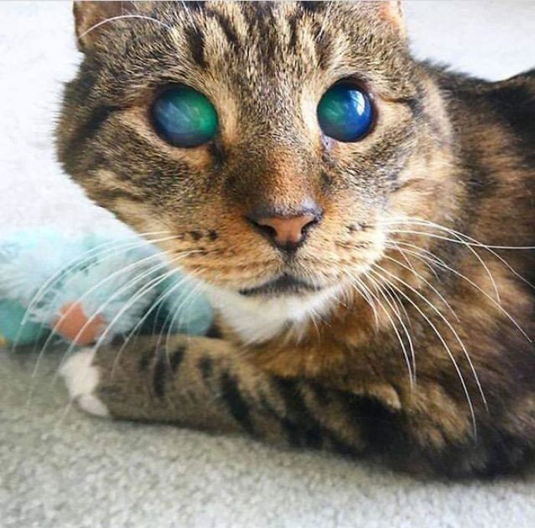 Blind Cat