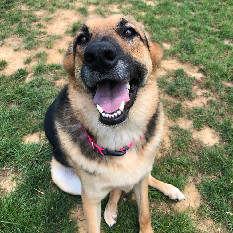 German Shepherd mix litter