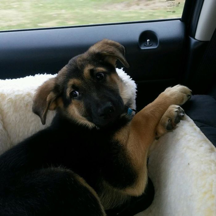 little pup