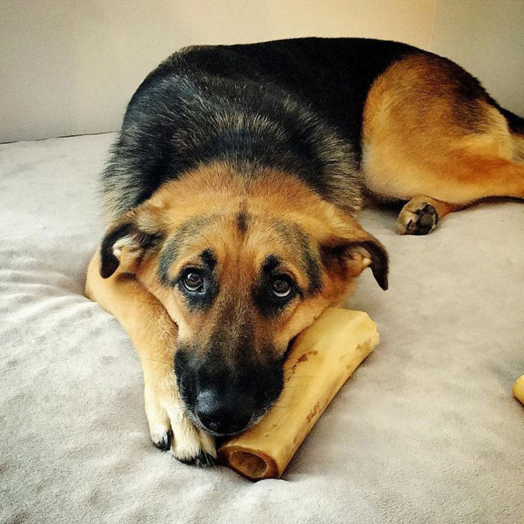 laying dog