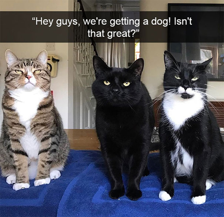 three kitties