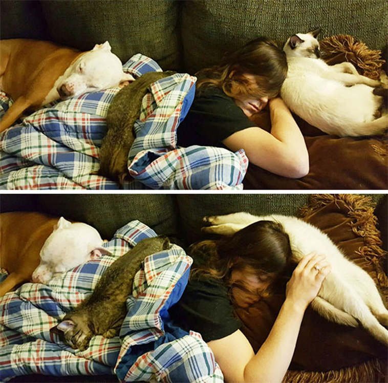 sleeping with pets