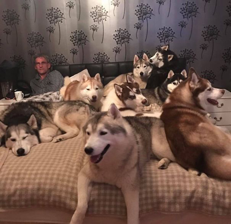 huskies