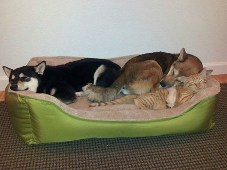 sleeping dogs and cats