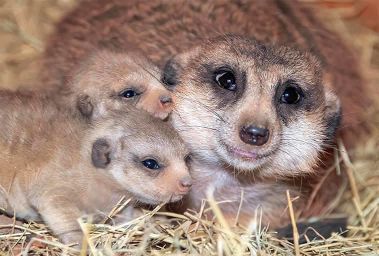 meerkat babies with mom