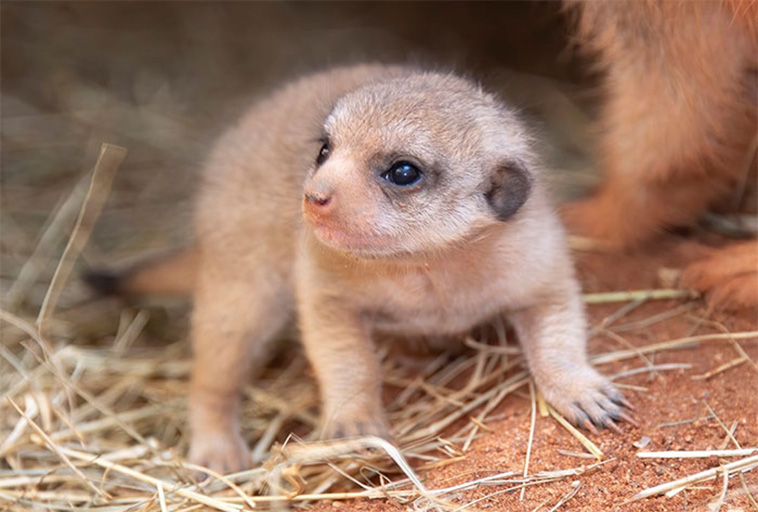 cute meerkat baby
