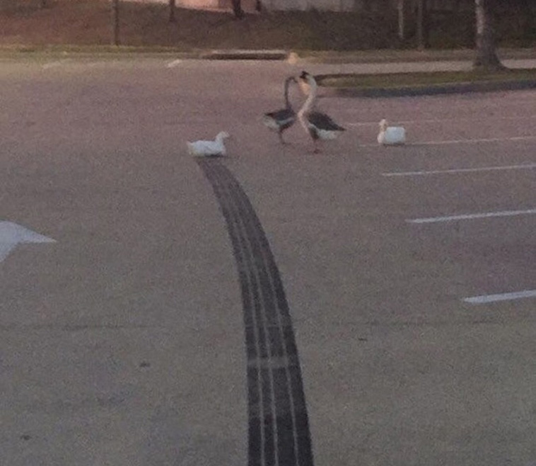duck drift