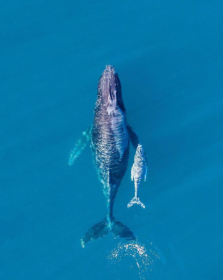 mother and cub whale