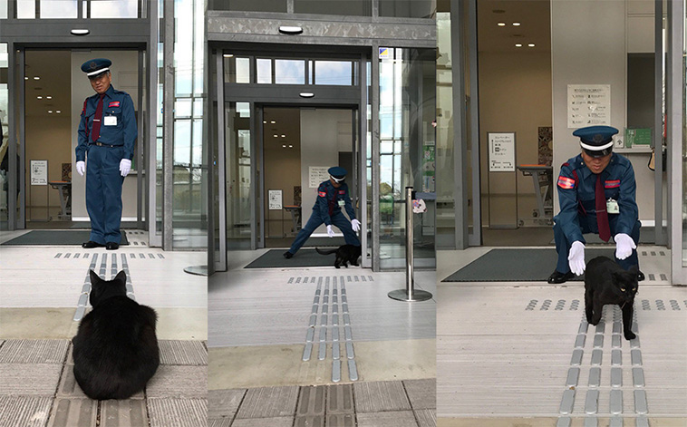 cat try to enter museum
