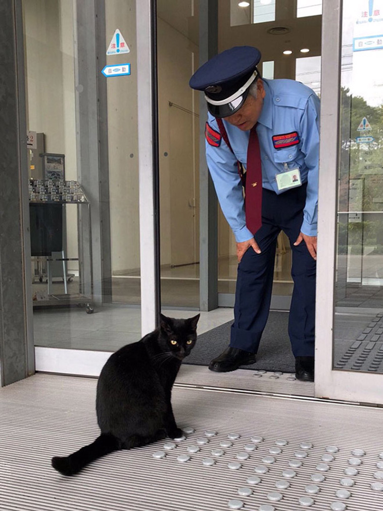 cat at the door