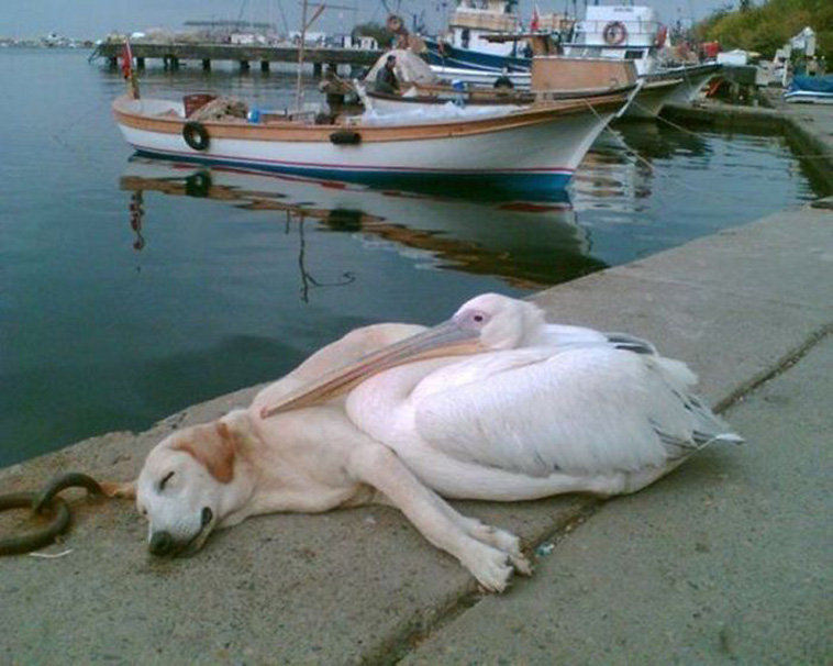dog and pelican