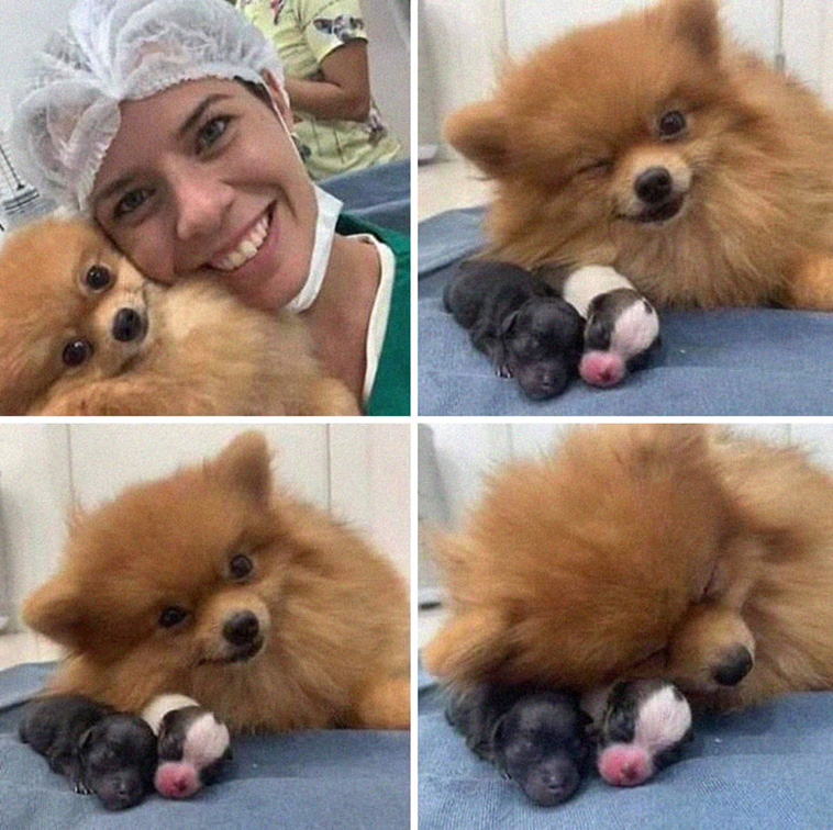 fluffy mom