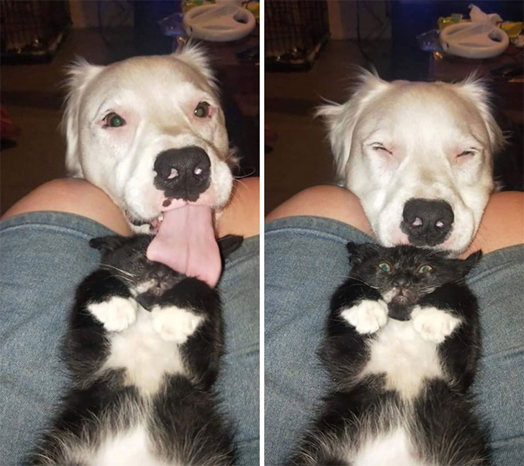 dog lick cat