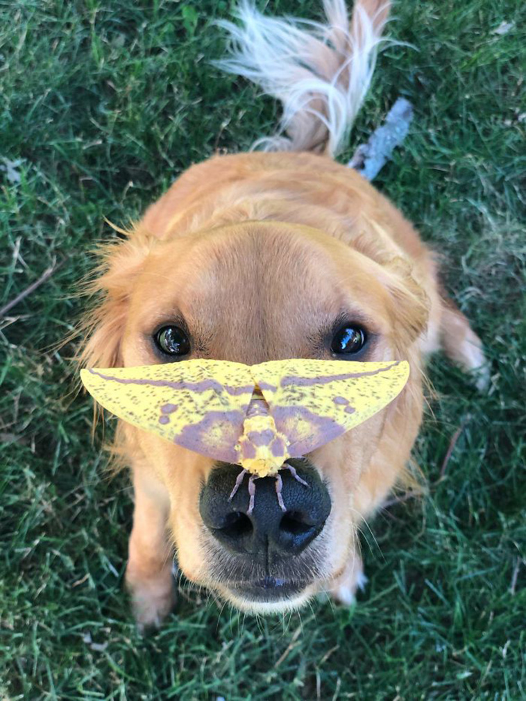 butterfly on doggo