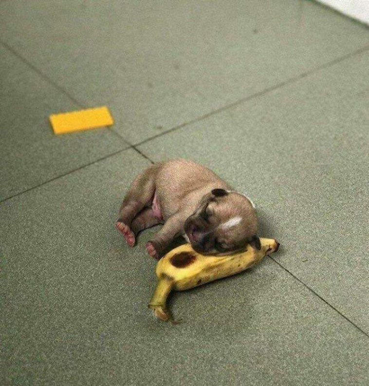 puppy sleeps on banana