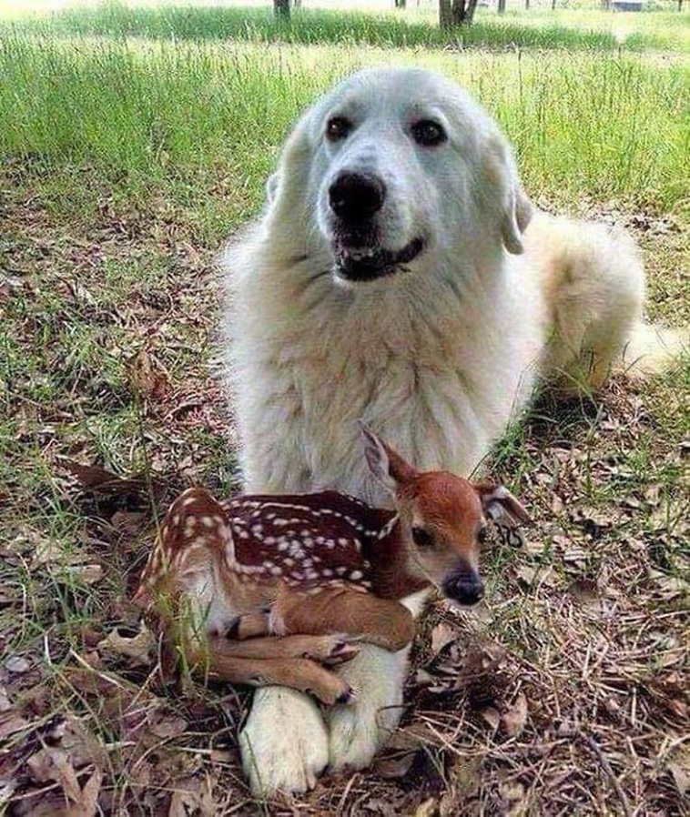 doggo with deer