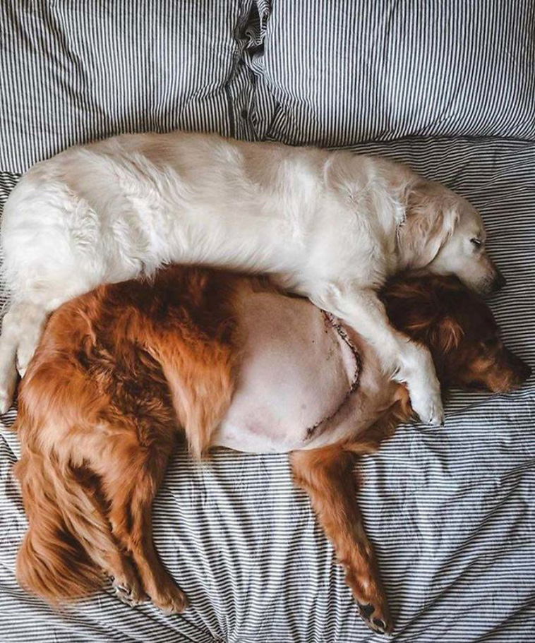 cuddle dogs