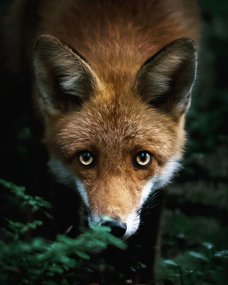 fox beautiful eyes