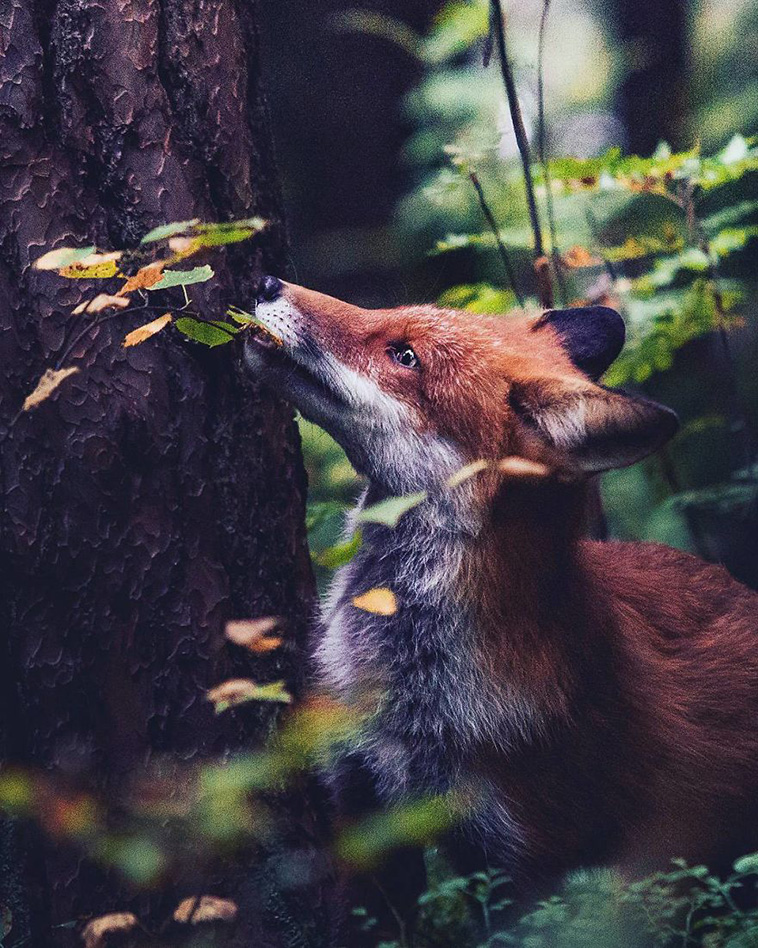 forest animals