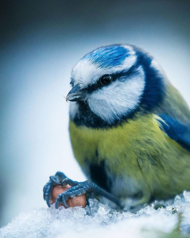 fluffy bird