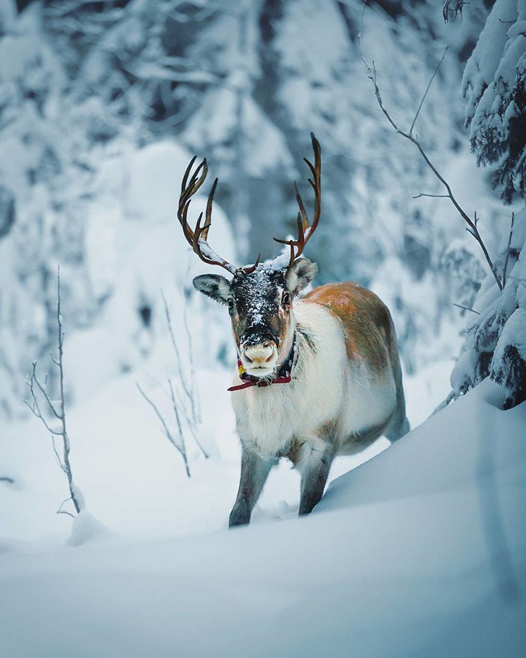 wildlife photos