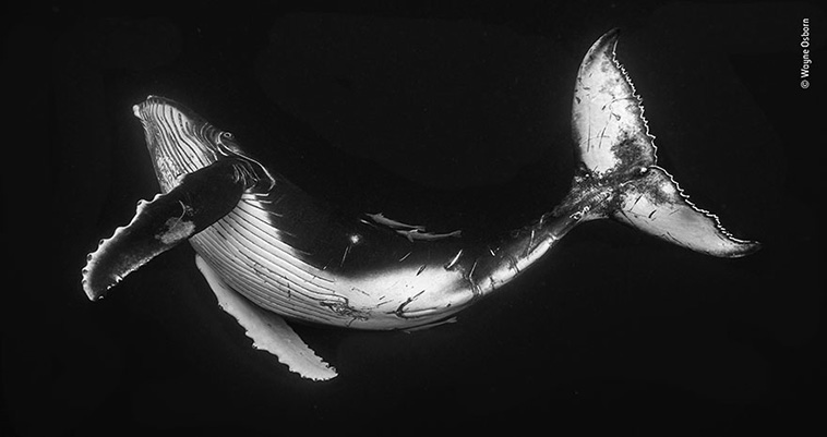 baby whale