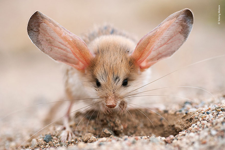big ears mouse