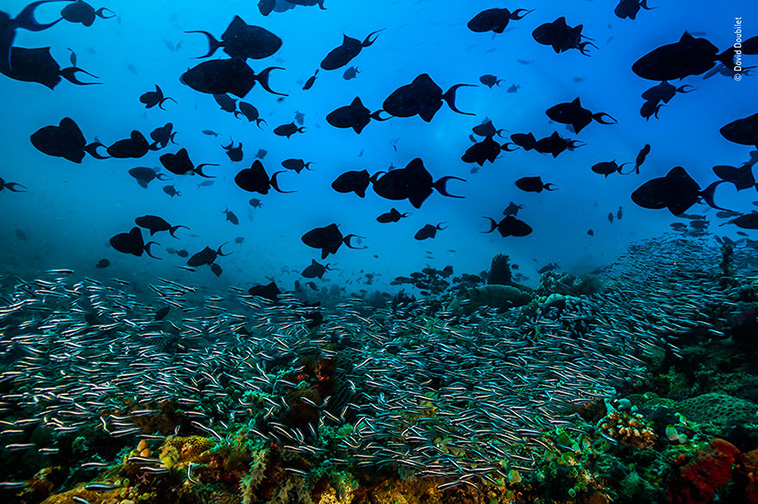 fishes