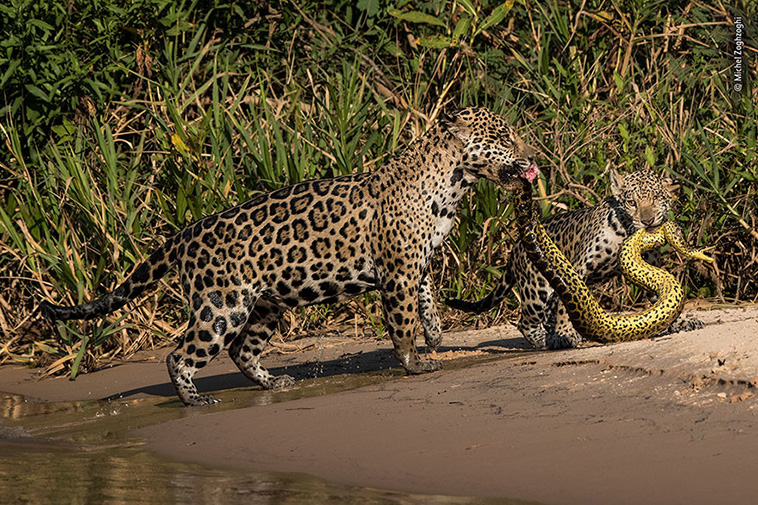  jaguars and snake