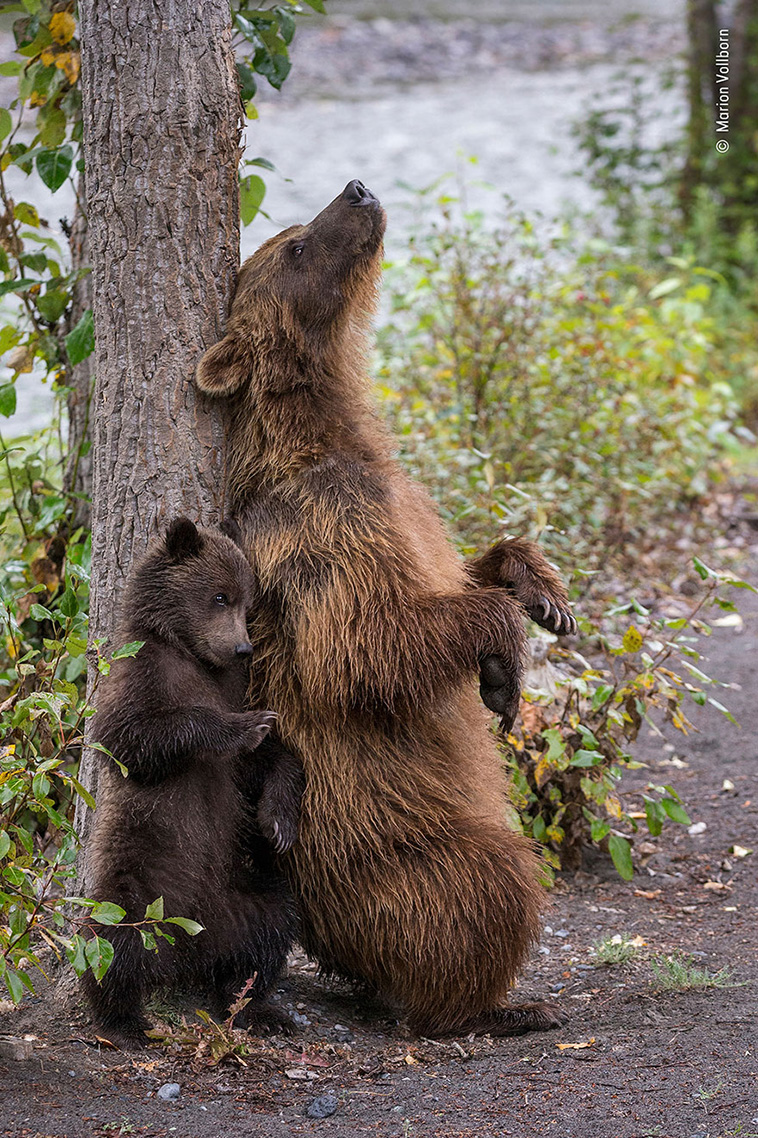 mama bear and cub