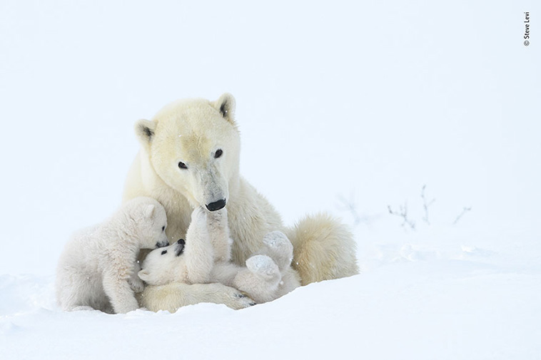 polar bear and her cub