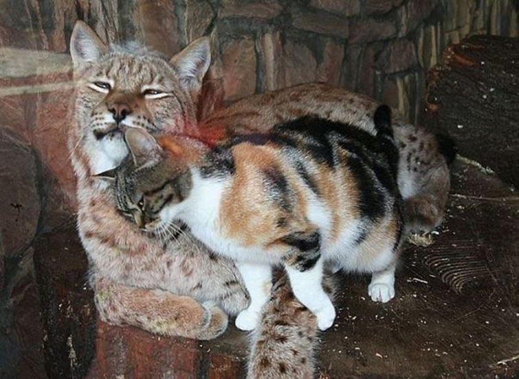 cat lynx friends