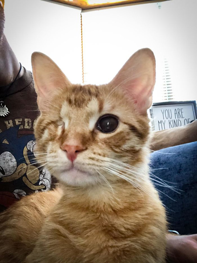 rescue cats