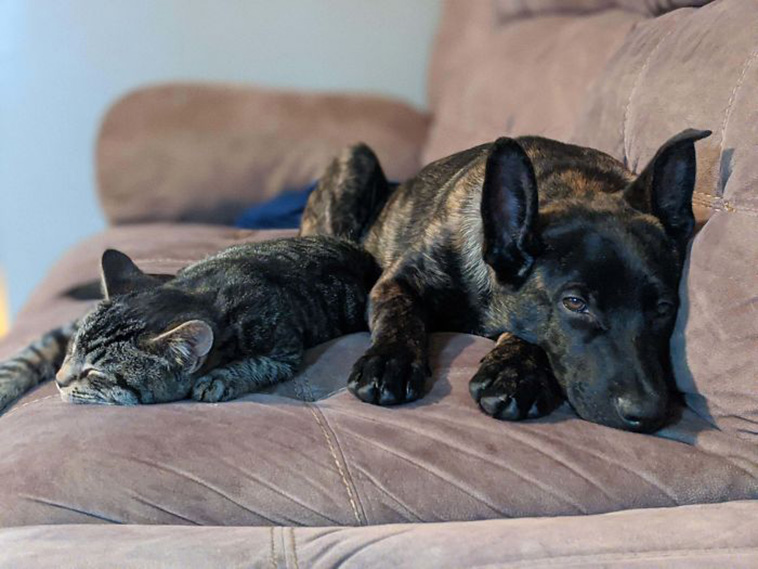 rescue dogs
