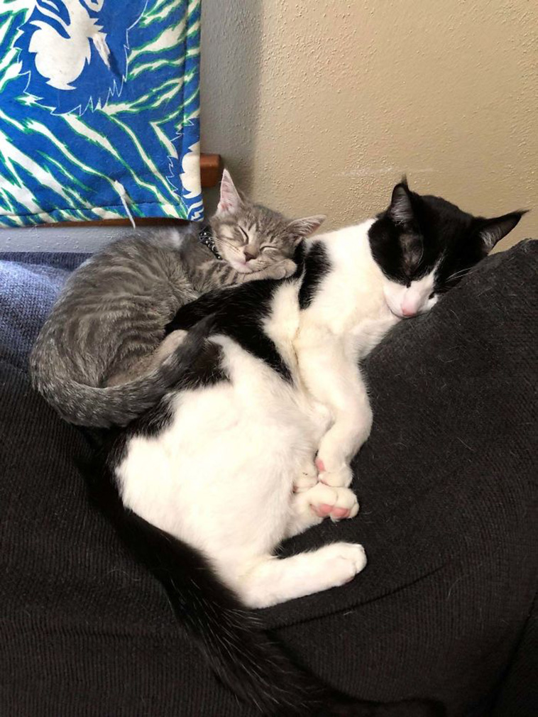 rescue pets