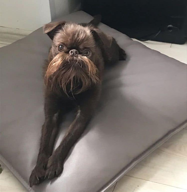 long-bearded dog