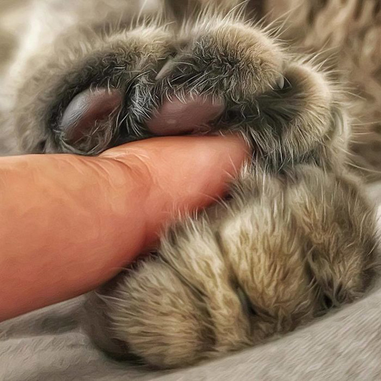 cats