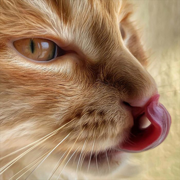 daily life of cat