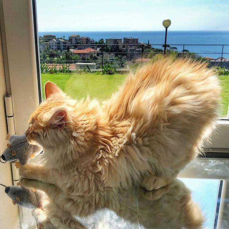 cat daily life
