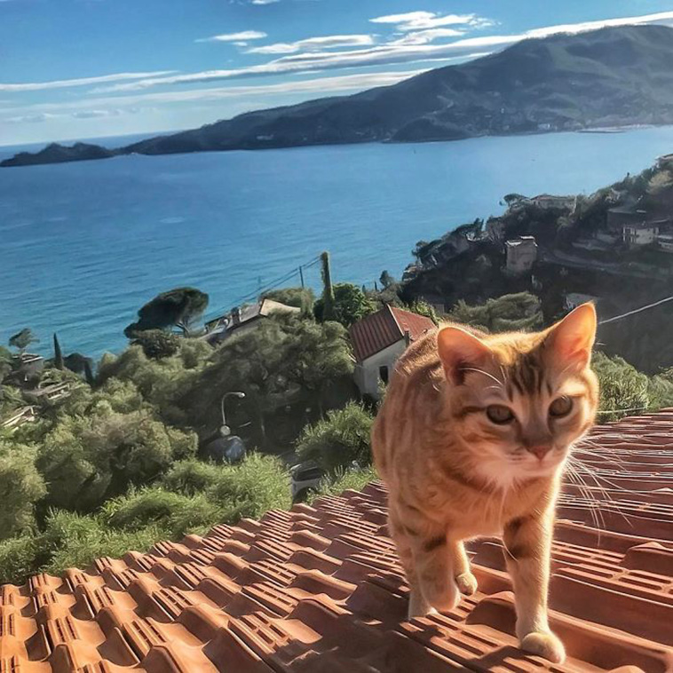 cat