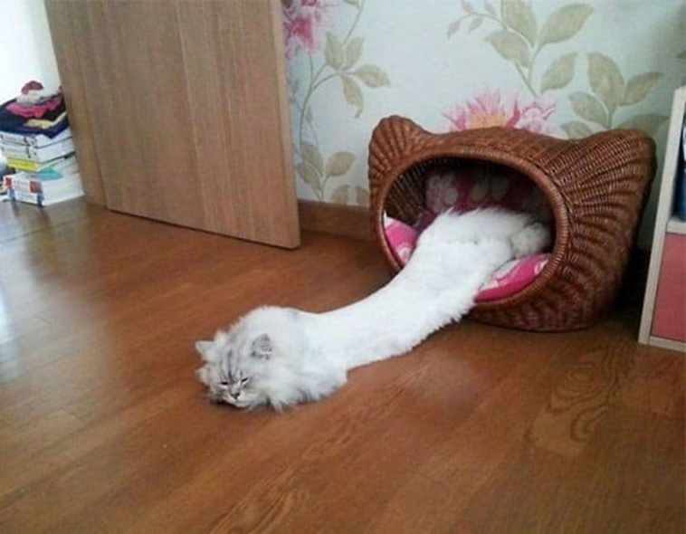cats sleeping strange places